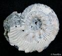 Inch Wide Euhoplites Ammonite - England #2396-1